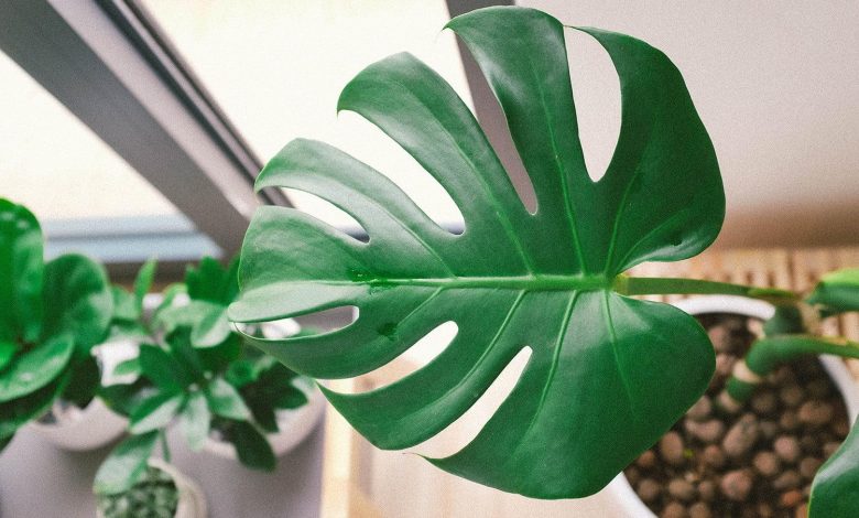 Monstera: [Cultivation, Irrigation, Care, Pests and Diseases ...