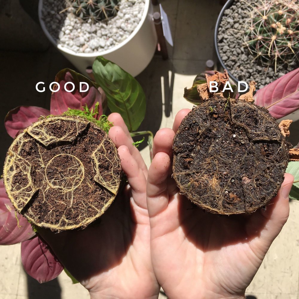 My plants are rotting. What happens and how to fix it? - Complete Gardering