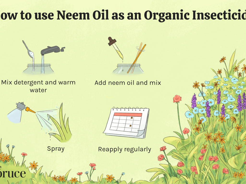 Neem Oil What Is It And How To Use Neem Insecticide In The Garden 1024x768 