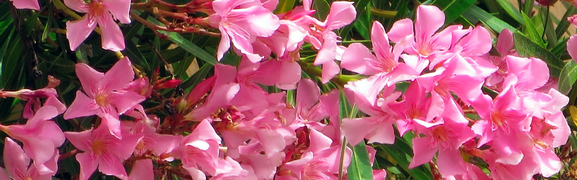 Oleander Pruning [Proper Period and Technique] Complete Gardering