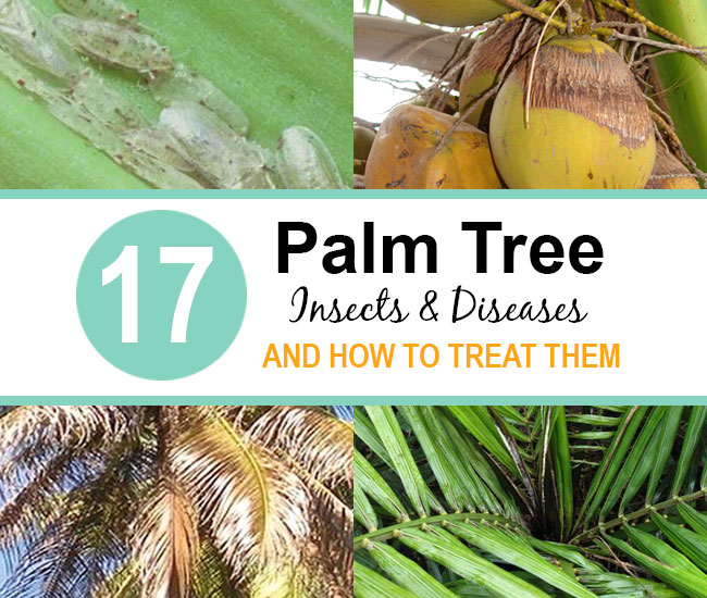 palm-pests-and-diseases-how-to-identify-and-treat-them-complete