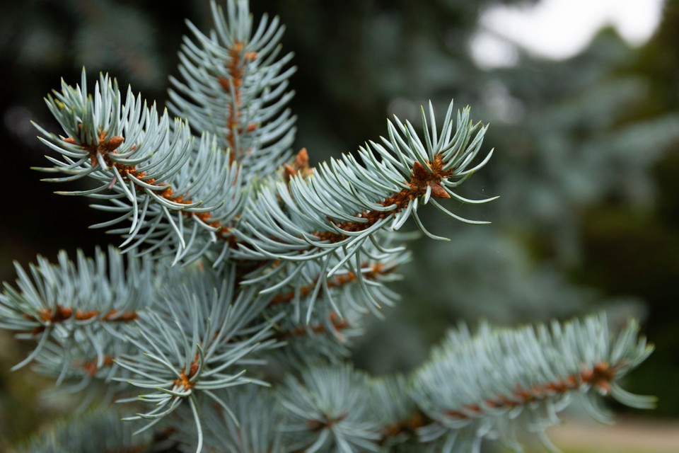 Picea pungens or blue spruce care - Complete Gardering