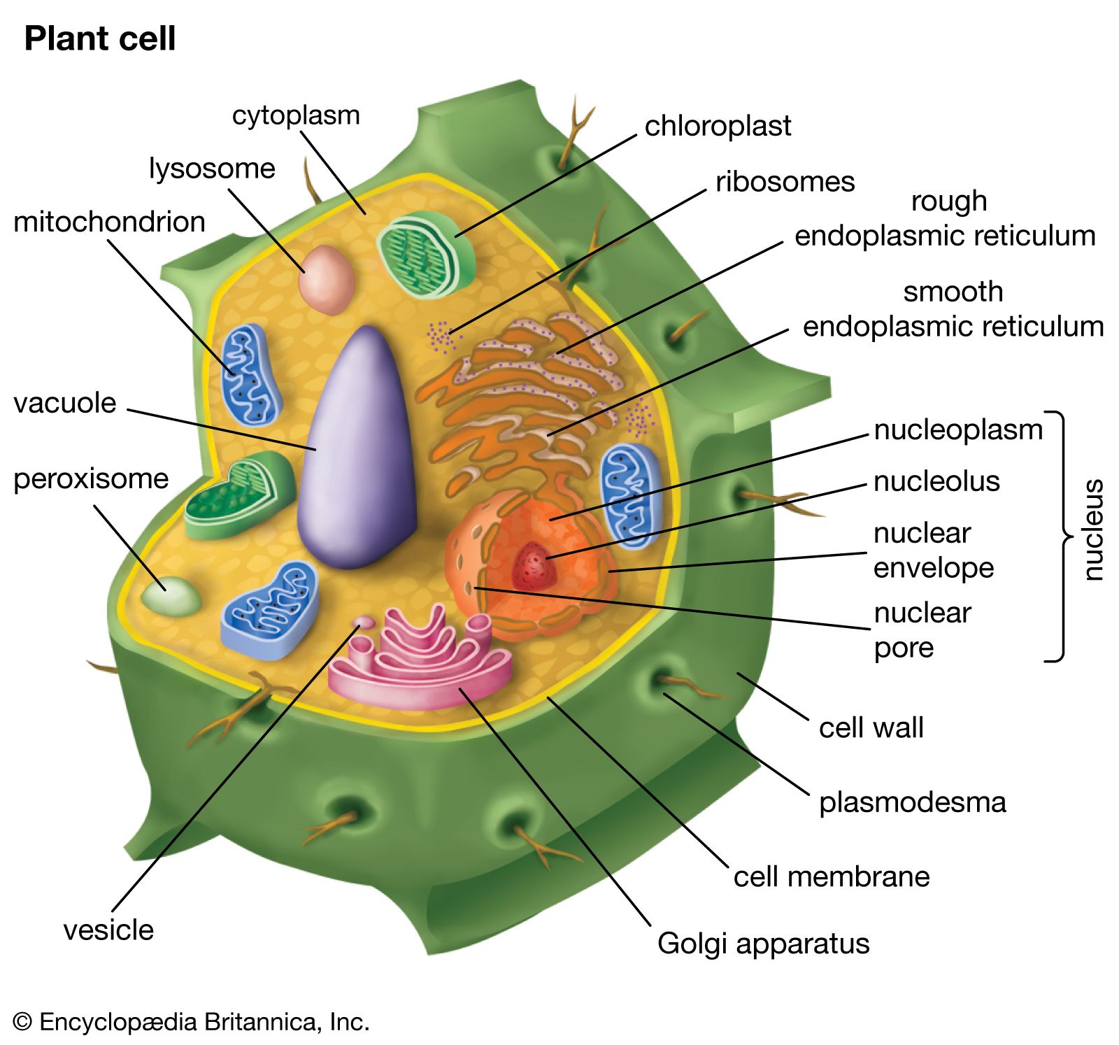 Plant Cell Definition Characteristics Types And Importance 