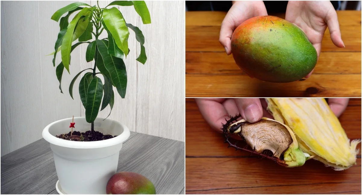 Plant Mango: The Step-by-Step Guide you need to eat this delicious ...