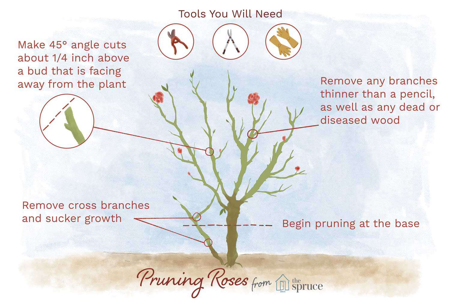 Pruning rose bushes [Reasons, Season, Tools and Steps to follow