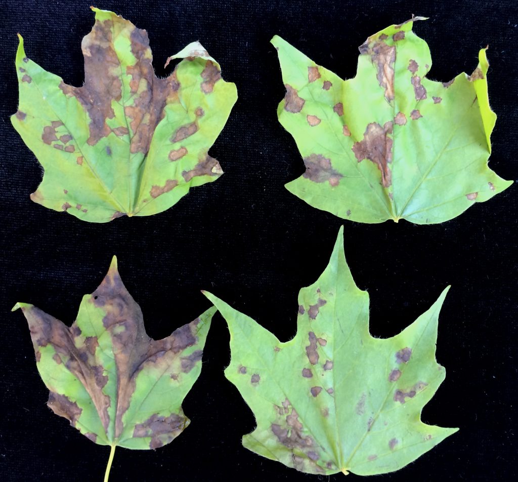 Red Maple: [Crop, Associations, Pests and Diseases] - Complete Gardering