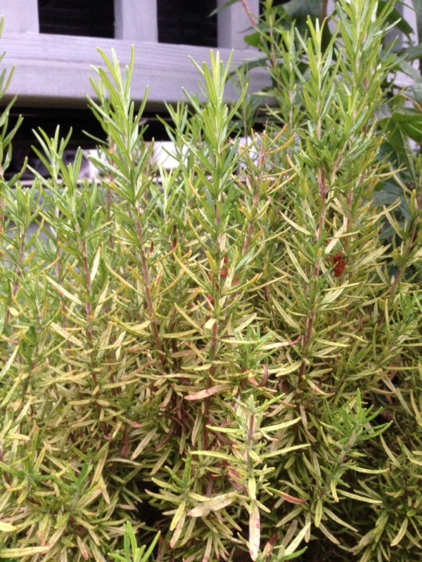 Rosemary Major Pests and Diseases Complete Gardering