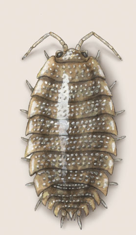 sow bugs are placed in experimental chambers