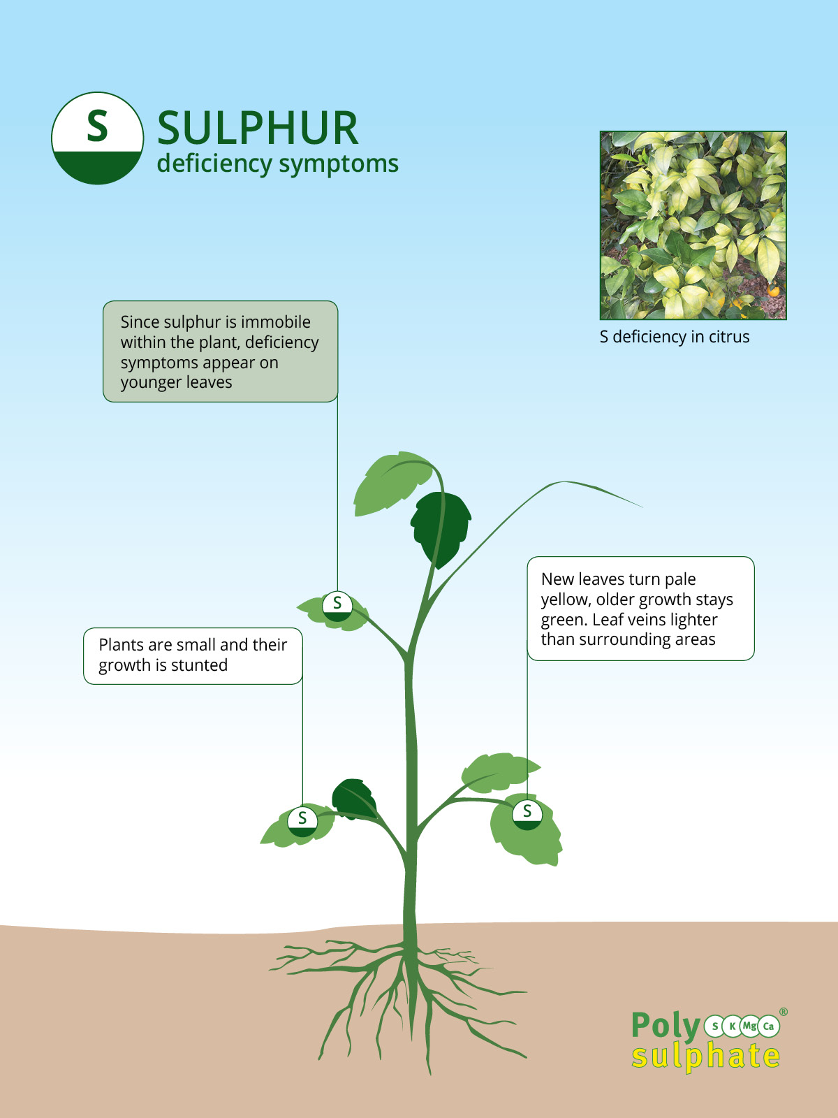 High Yield Soil Sulfur