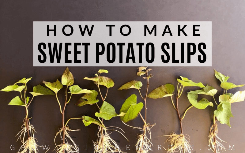 sweet-potato-cuttings-concept-period-rooting-and-planting