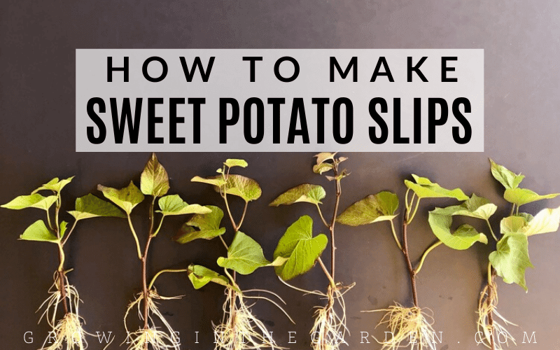 Sweet Potato Cuttings Concept Period Rooting And Planting 