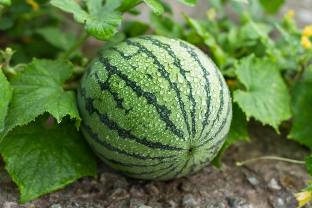 The 12 Steps You Must Follow To Grow Watermelons Successfully 
