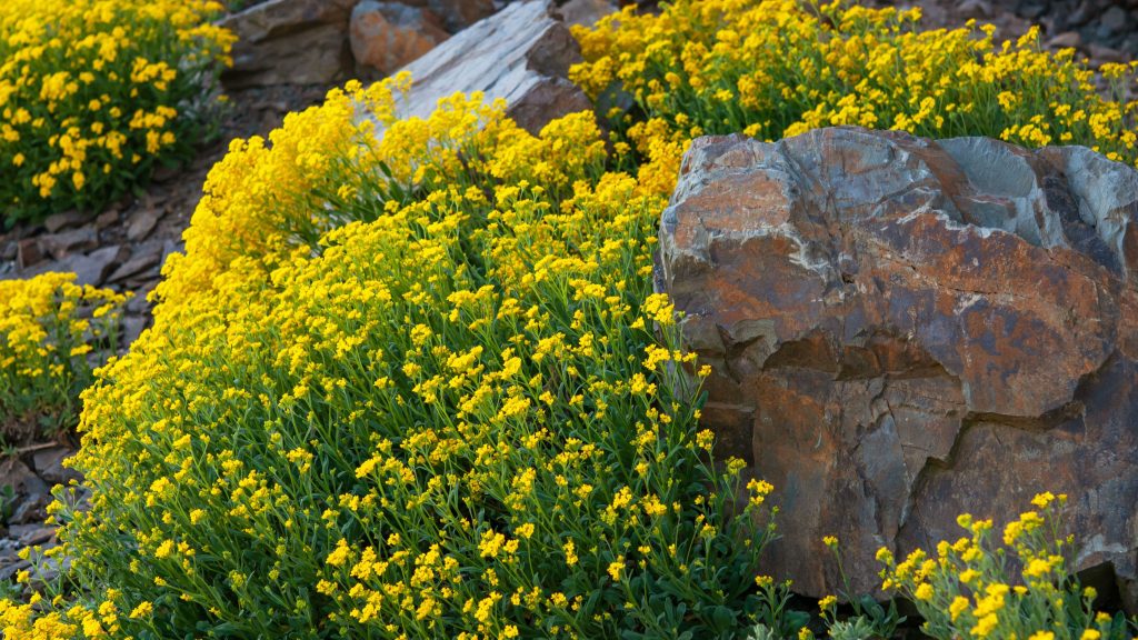 The best plants for rockery Complete Gardering