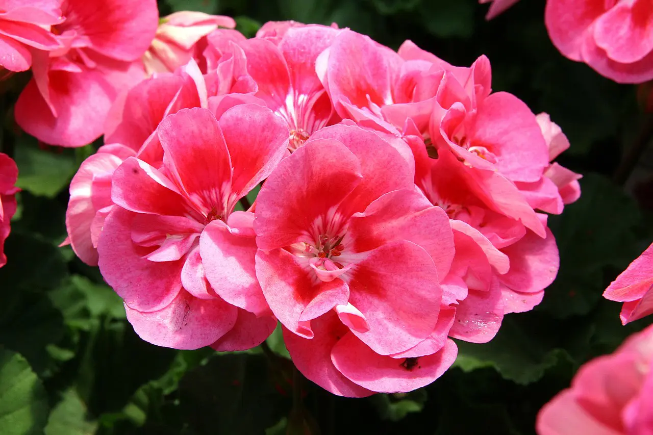 The Pelargonium: [Planting, Care, Irrigation and Substrate] - Complete ...