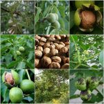 The Walnut: [Complete Guide to Grow It Successfully in your Garden ...