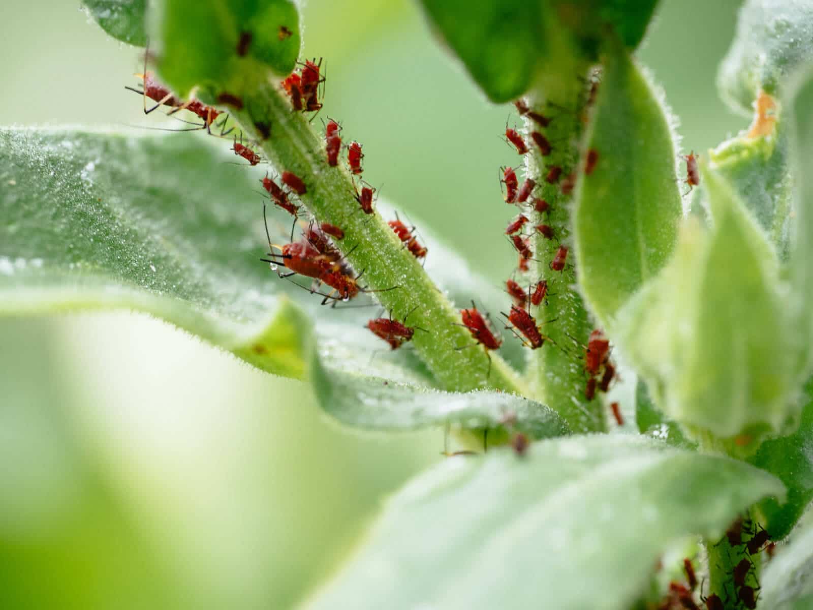 Tips to Eliminate Pests in the Garden: Aphids, Ants and more - Complete ...