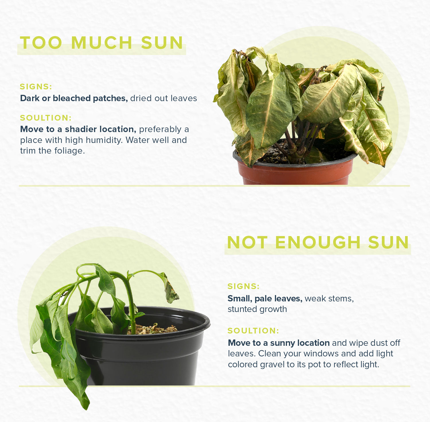 Tips to recover a plant with excess water - Complete Gardering