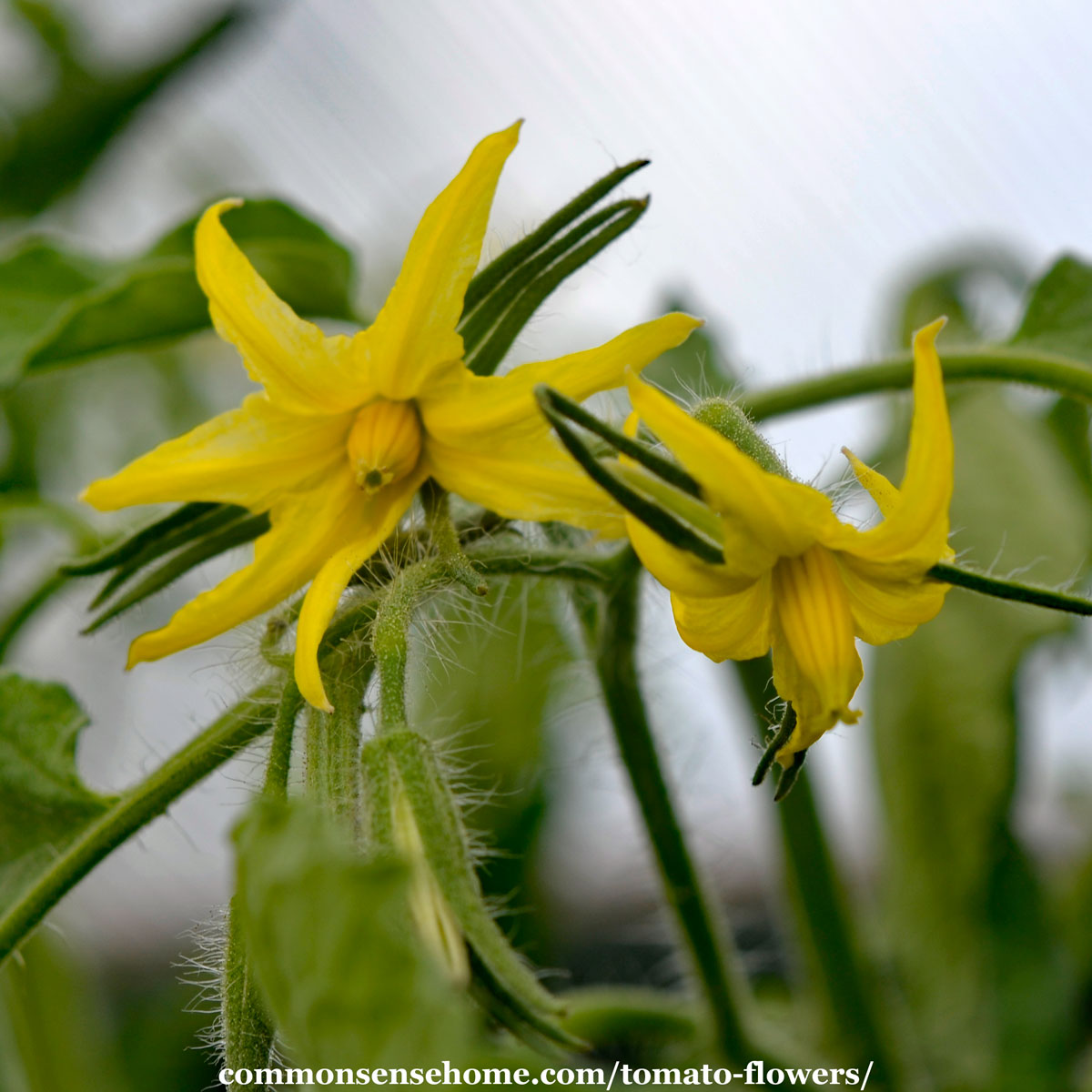 Tomato Blooms - Complete Gardering