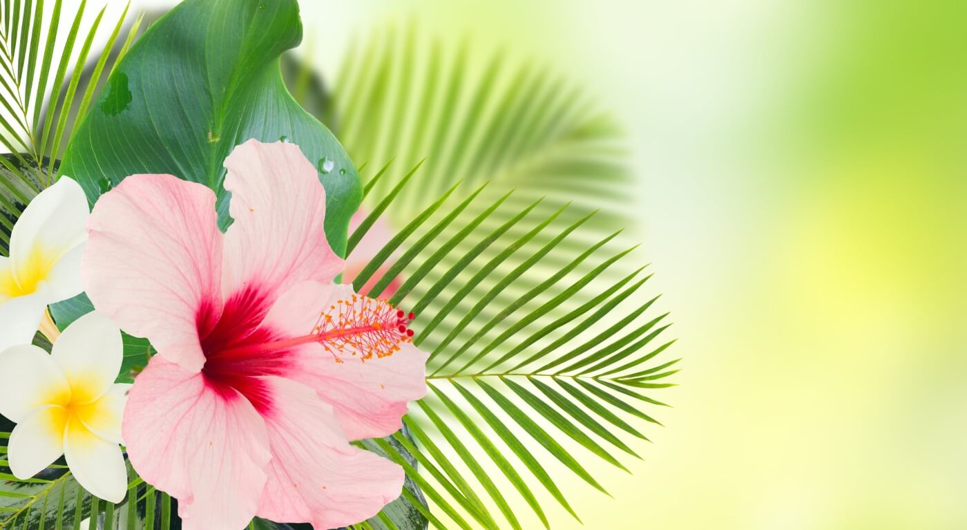 Tropical Flowers: [Types, Characteristics and Care] - Complete Gardering