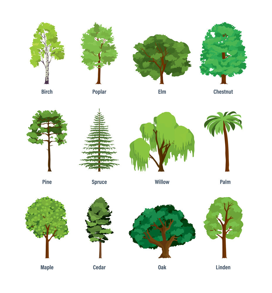 Types of Trees [Characteristics and Names] Complete Gardering