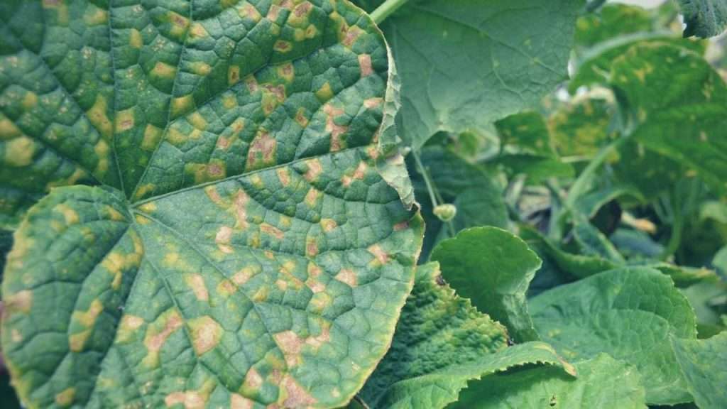 Viruses that attack Garden Plants: What are they and what to do ...