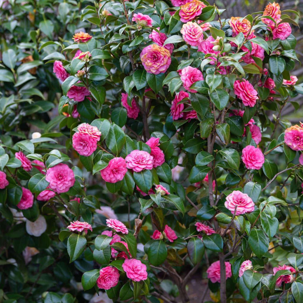 When do camellias bloom? Complete Gardering