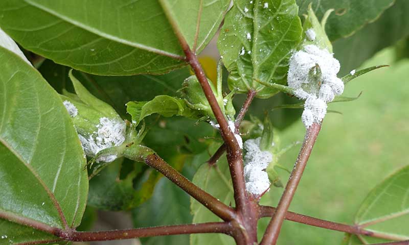 white-spots-on-the-leaves-of-plants-how-to-remove-it-complete-gardering